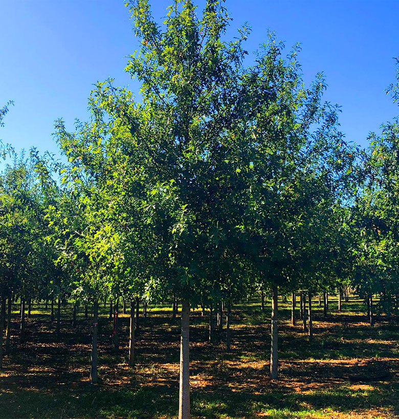 a tree in a fenced in area