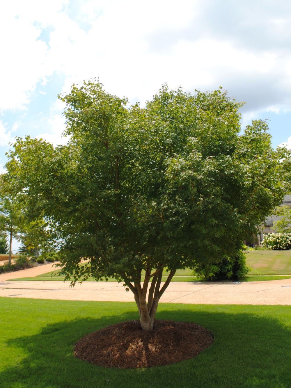 Dura Heat® River Birch Trees For Sale