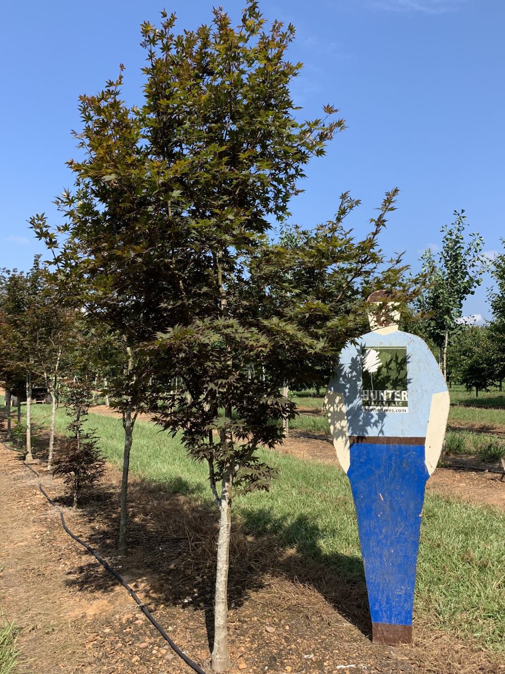 Acer palmatum 'Wolff' Emperor I® ST