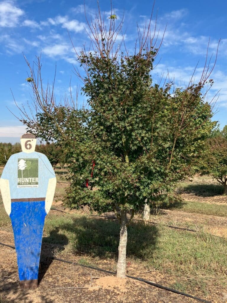 Green Japanese Maple 8' STD Hunter Trees, LLC