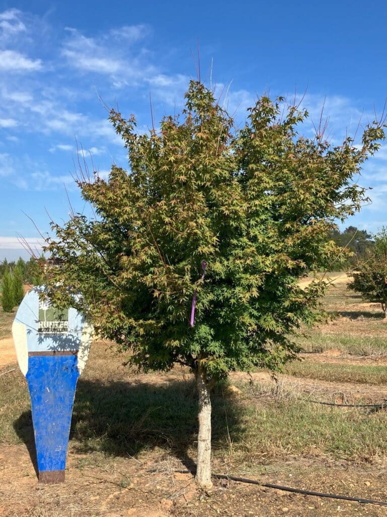 Green Japanese Maple 10' STD Hunter Trees, LLC