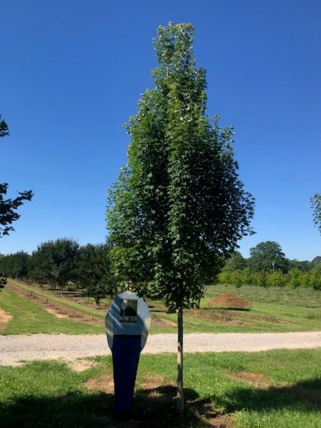 a person standing next to a tree