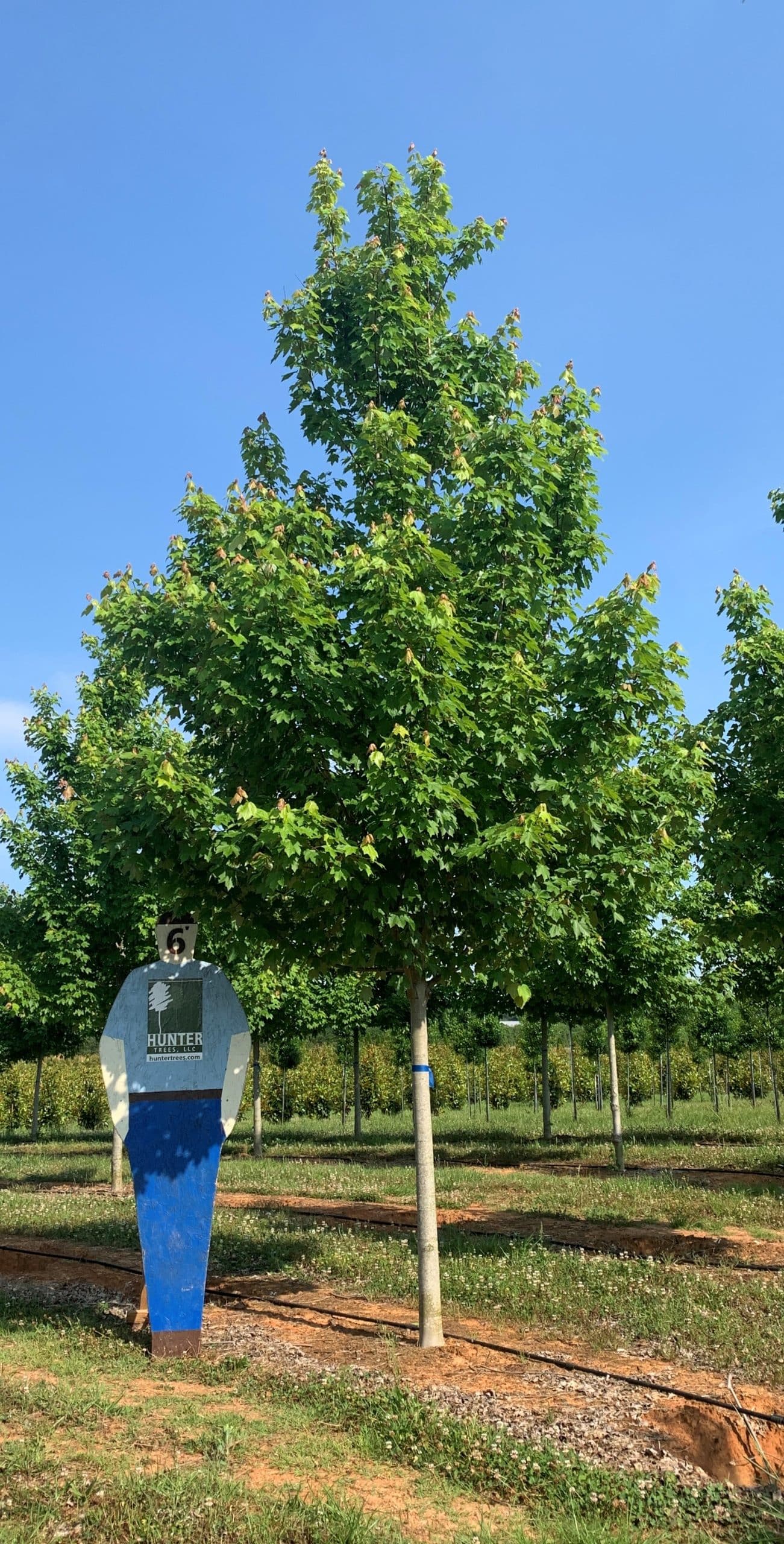 a boy standing in front of a tree