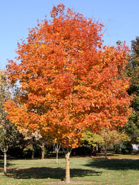 Acer saccharum 'Bailsta' Fall Fiesta®