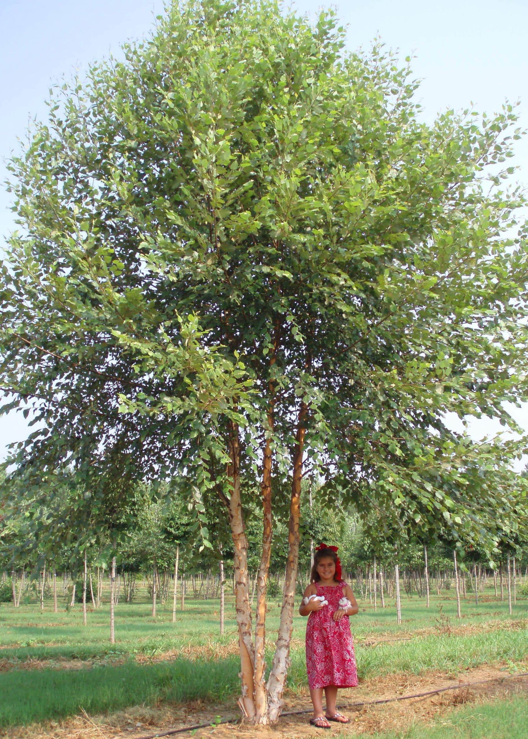 Betula nigra 'BNMTF' (Dura-Heat®)