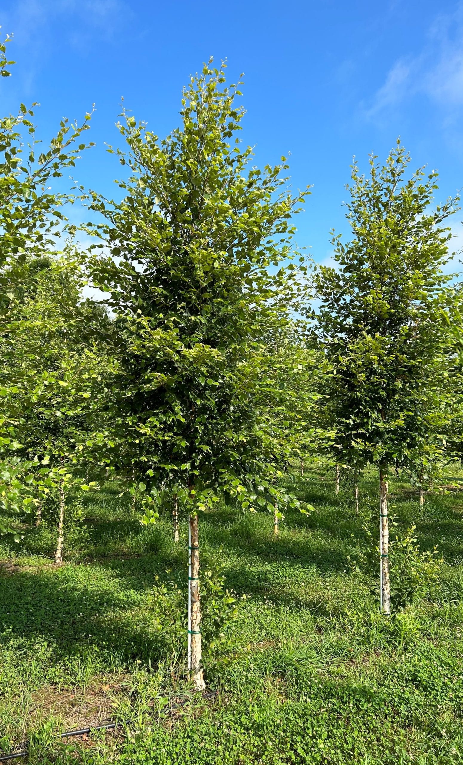 Dura Heat® River Birch Trees For Sale