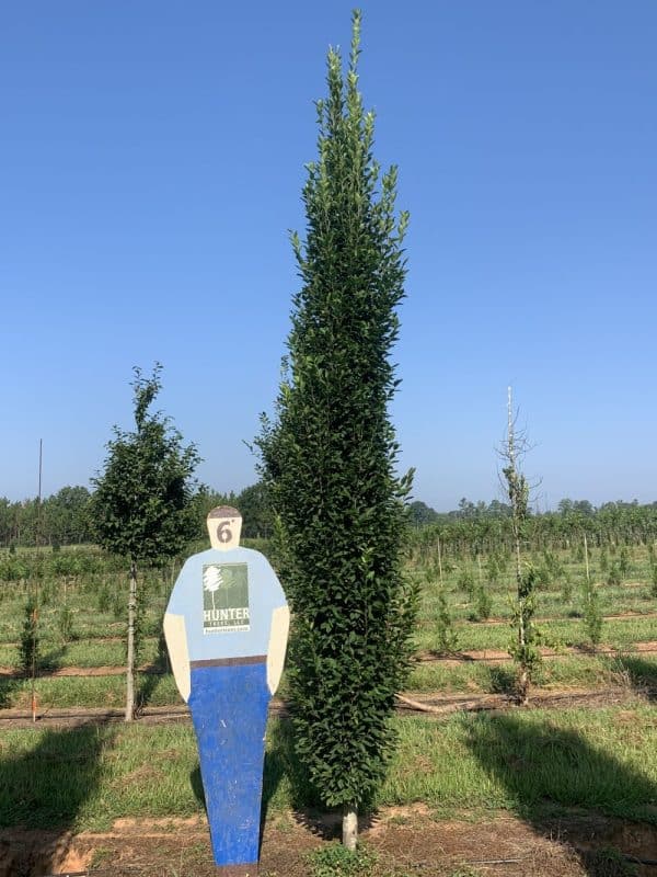 Fastigiate Shape Fastigiate European Hornbeam 3