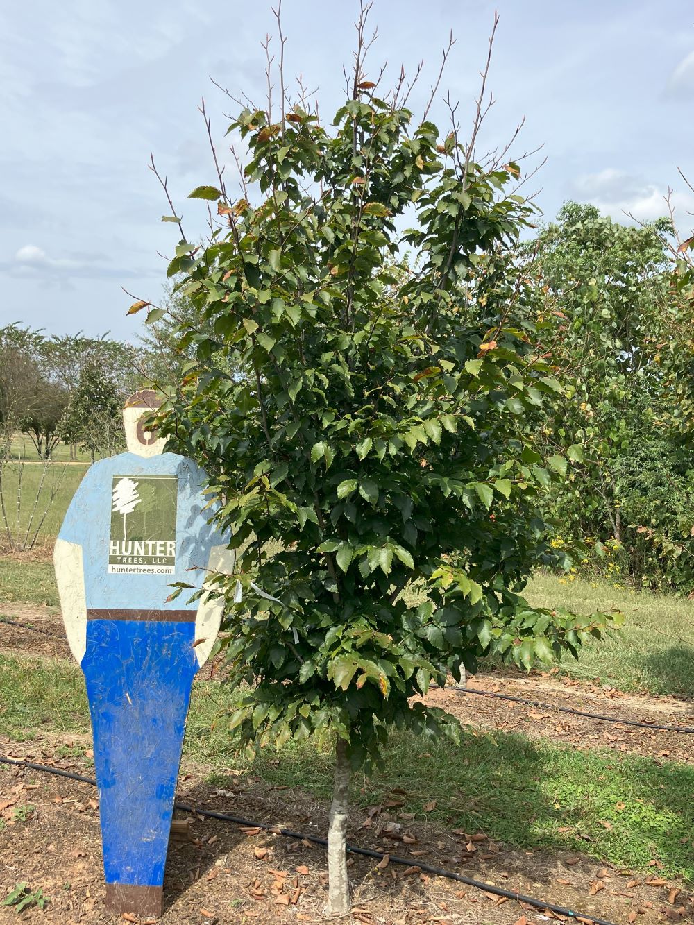 a sign in front of a tree