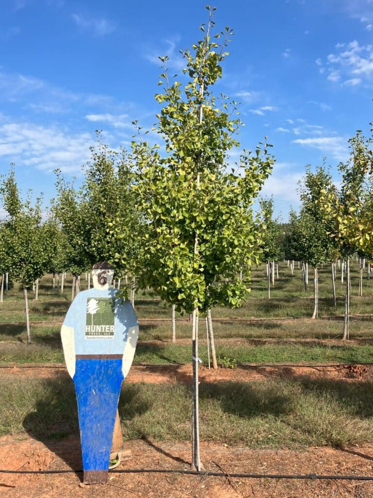 Autumn Gold Gingko 2" Hunter Trees, LLC