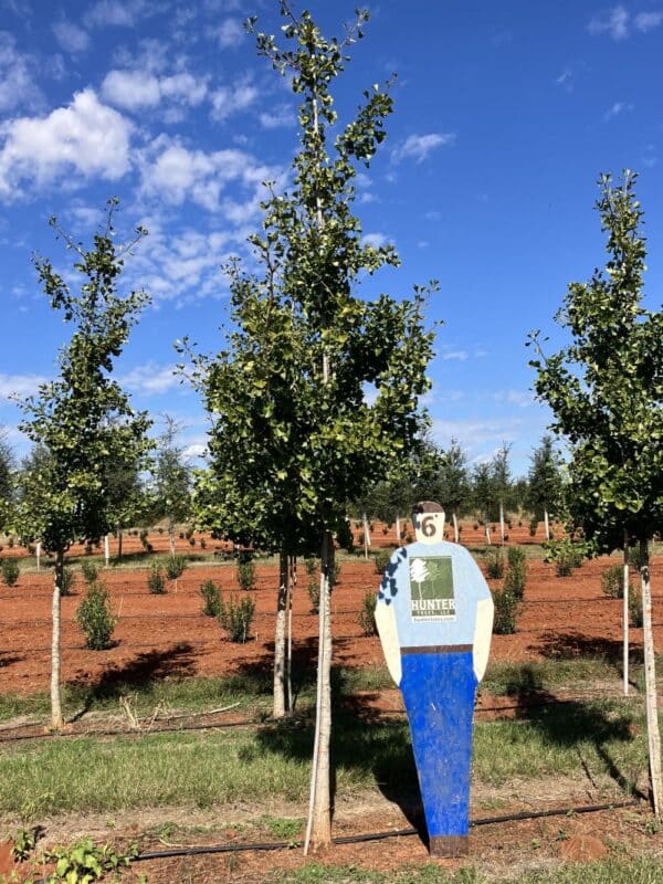 Golden Colonnade® Gingko 3" Hunter Trees, LLC