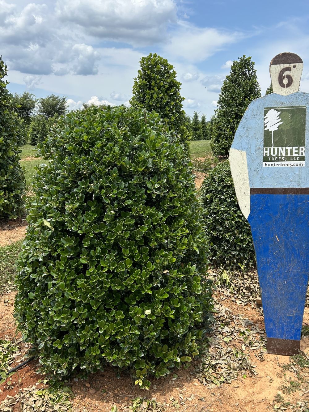 Ilex cornuta 'Fine Line' FTG Archives - Hunter Trees, LLC