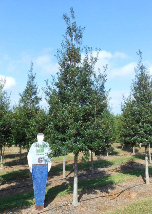 Foster Tree Foster's Holly 4