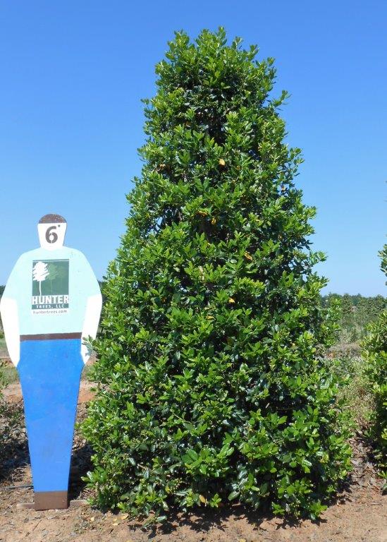 a person standing in front of a tree