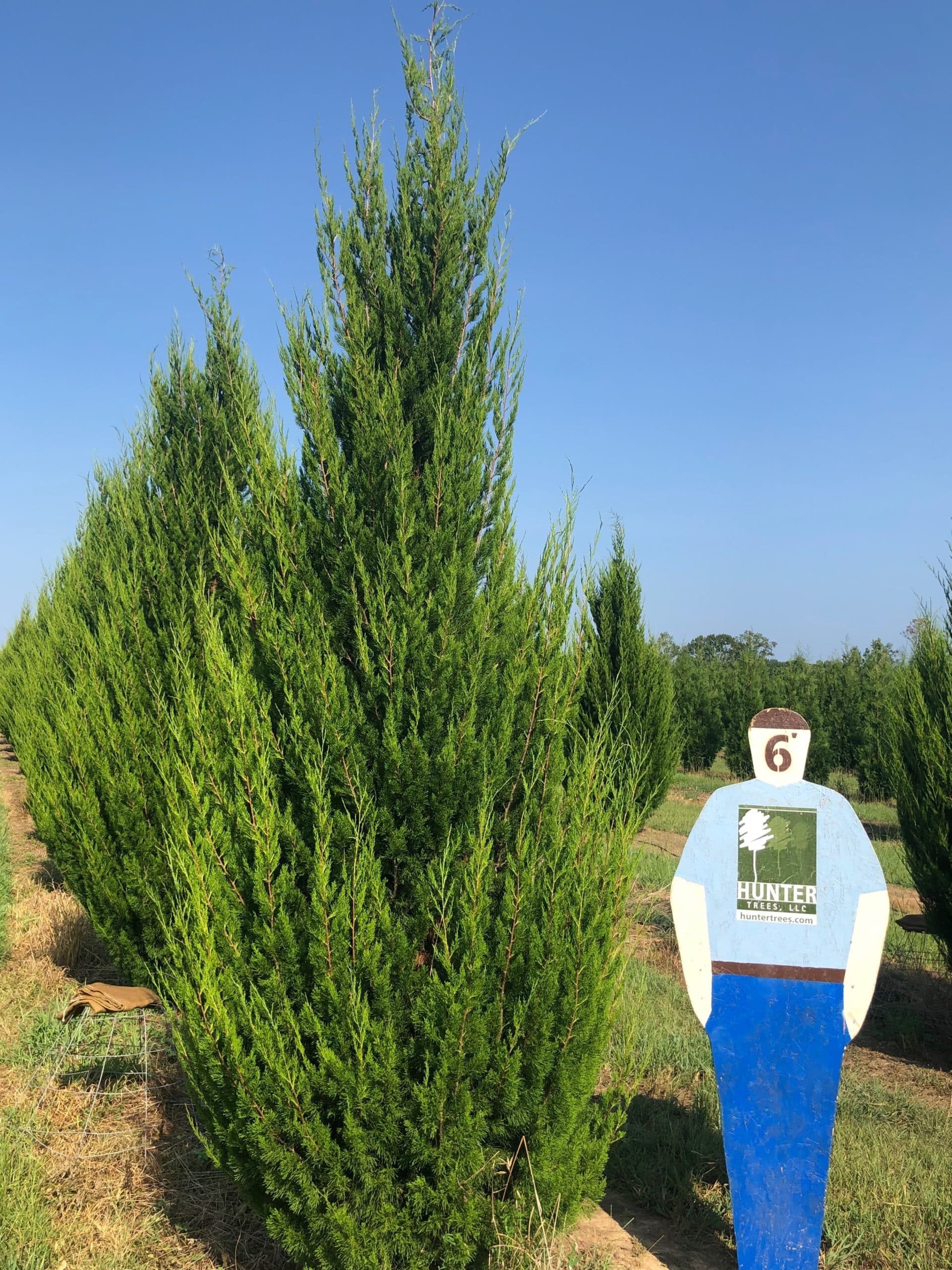 Brodie Eastern Red Cedar Gallon Pot 3 4 45 OFF