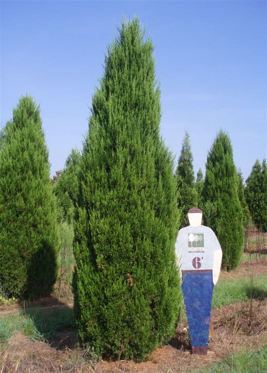 Juniperus virginiana 'Idyllwild'