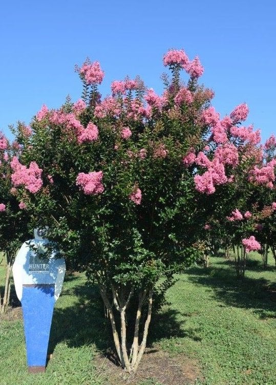 a pink flower is standing in front of a tree