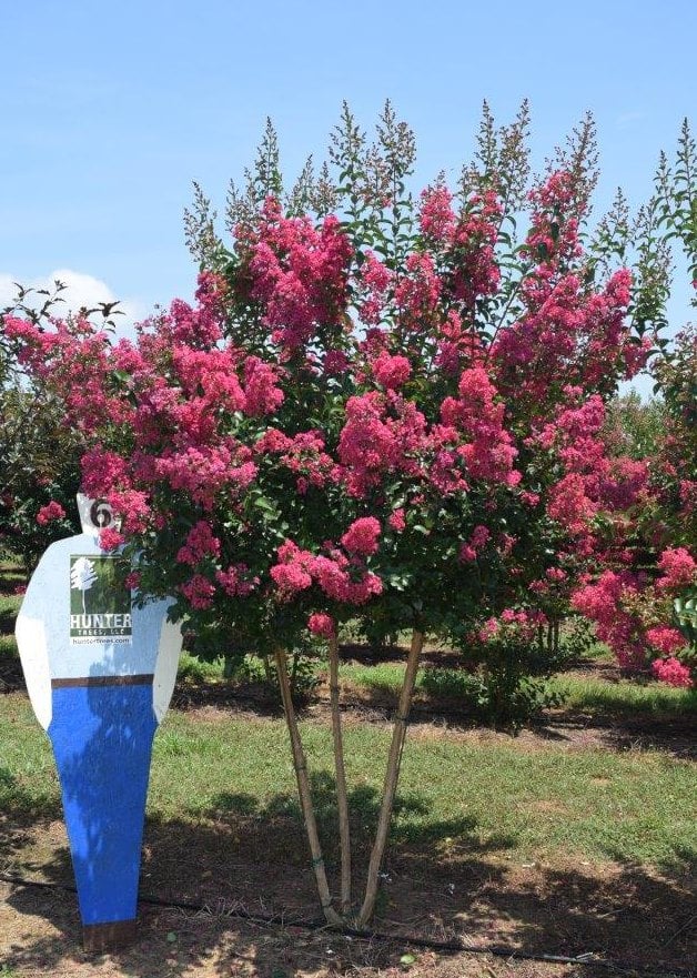 a pink flower is standing in front of a tree