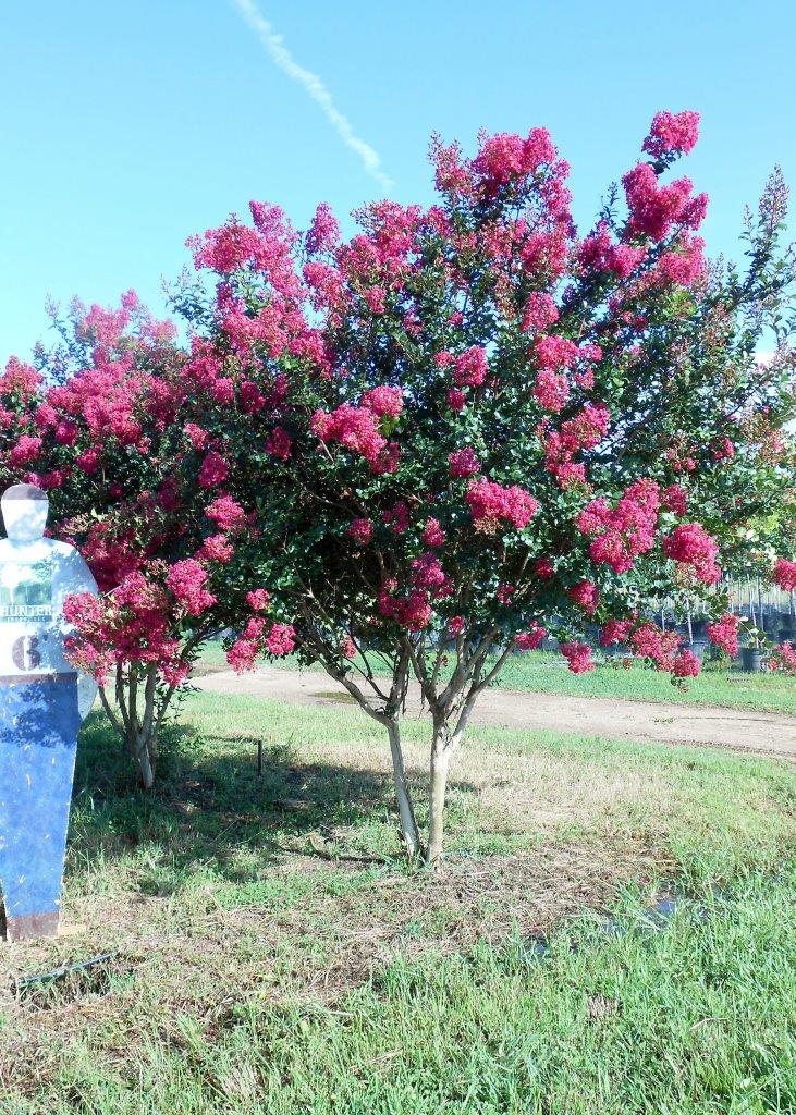 a fire hydrant in front of a tree