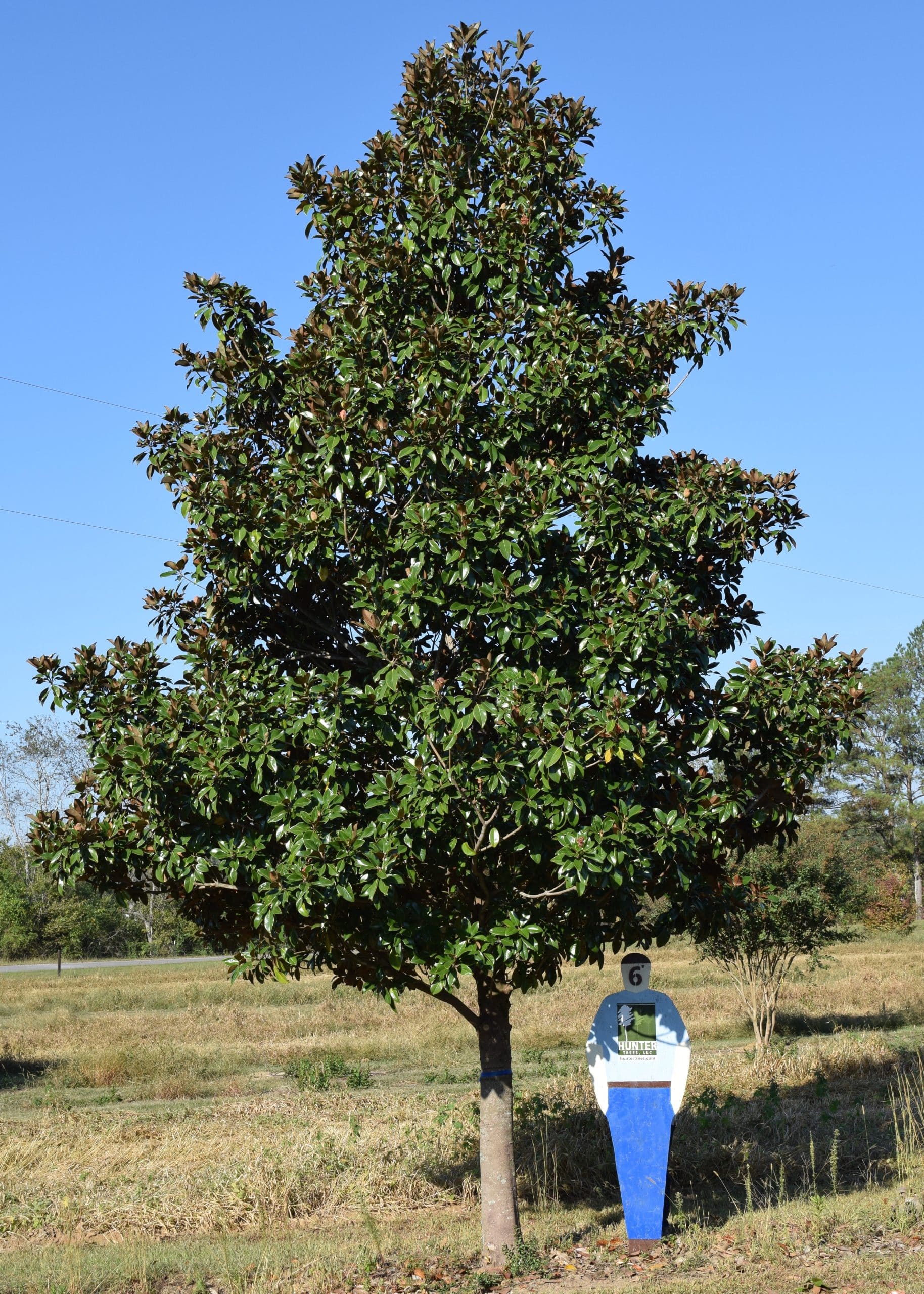 Magnolia grandiflora 'Claudia Wannamaker' STD