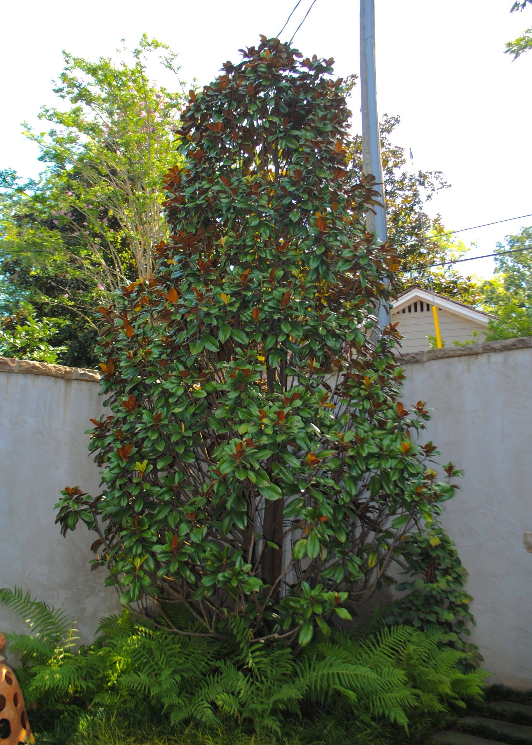 Magnolia Grandiflora 'Southern Charm' Teddy Bear ®