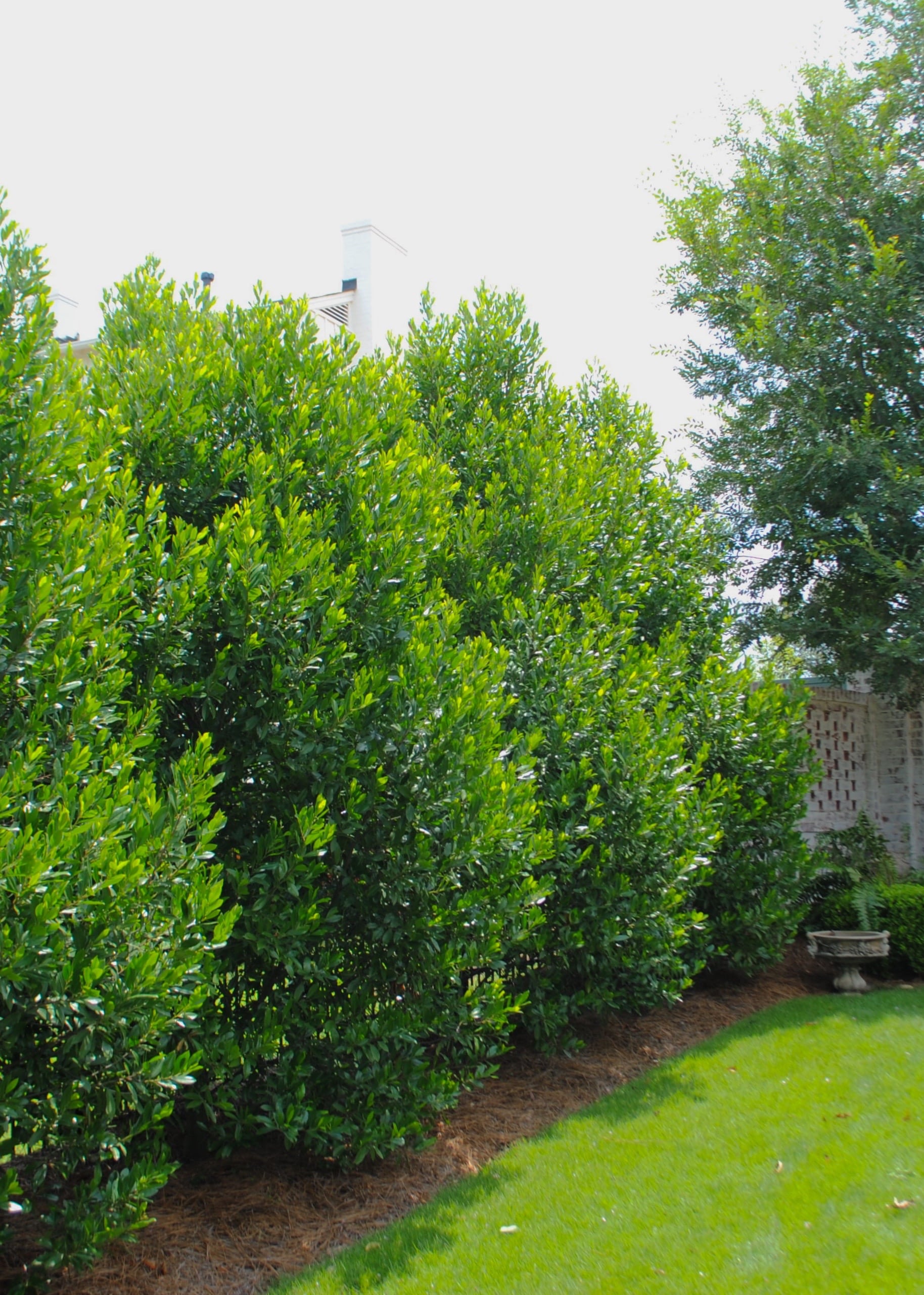 Prunus caroliniana 'Hunter'