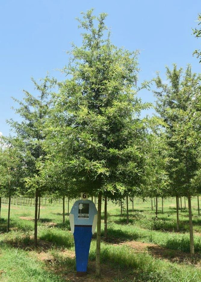 a person standing in front of a tree