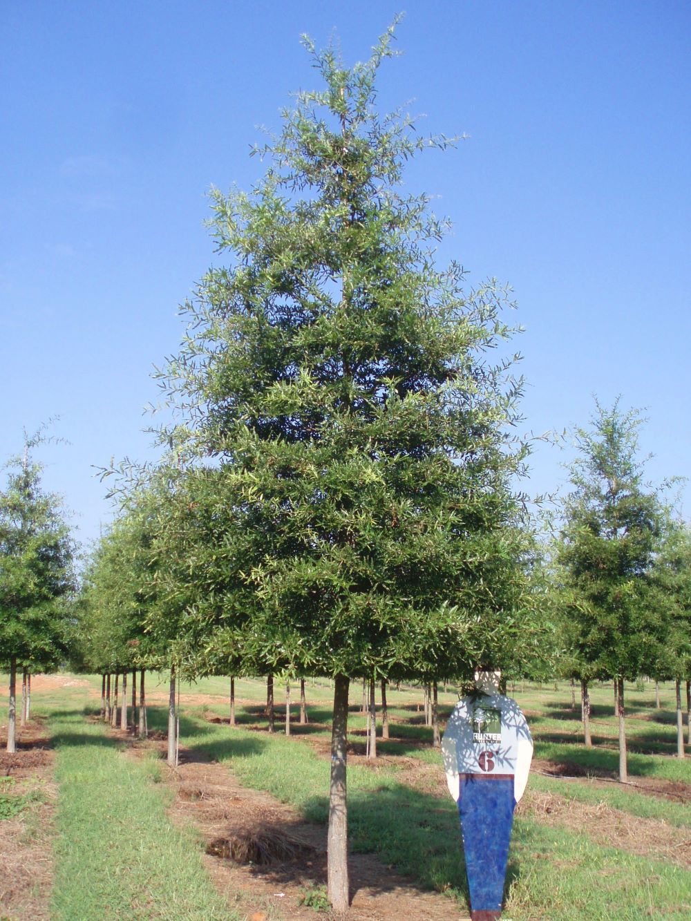 a person standing next to a tree