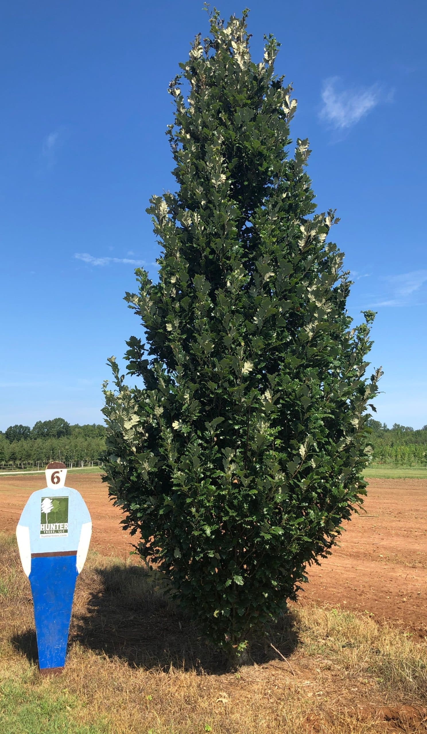 Quercus robur x bicolor 'Long' (Regal Prince®) FTG
