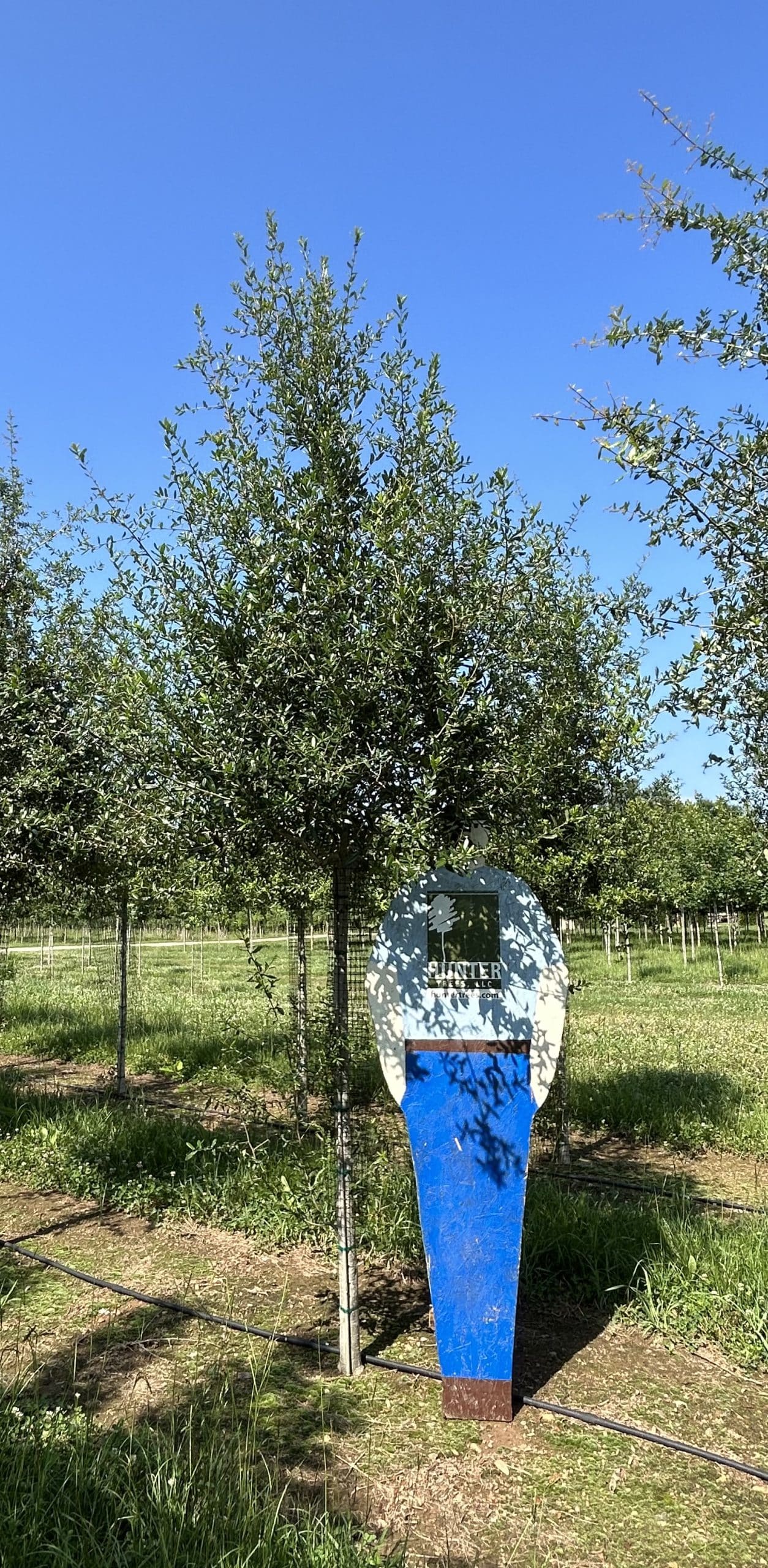 a blue sign sitting in the grass