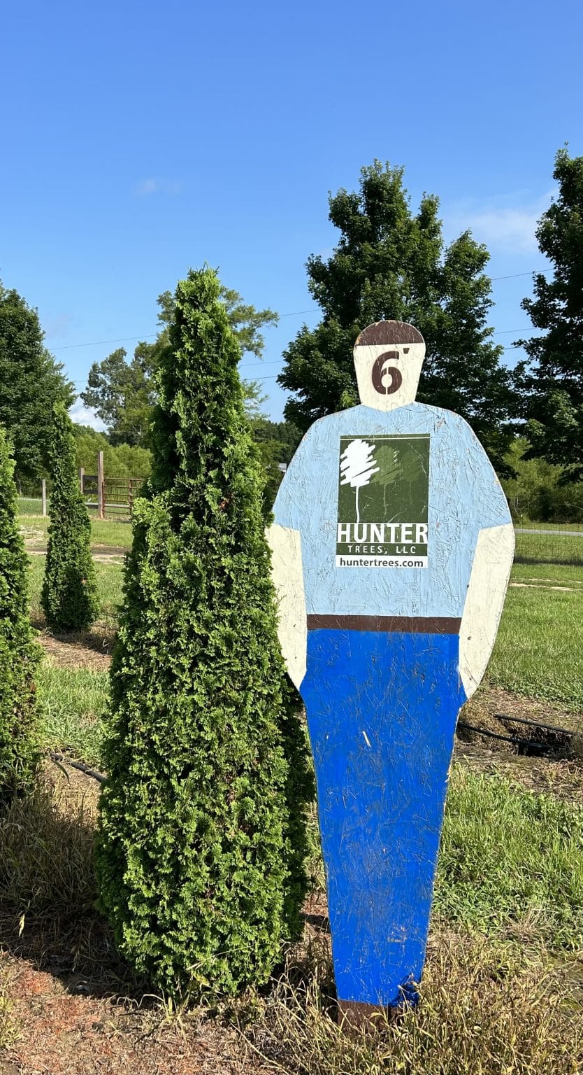 Degroot's Spire Arborvitae 6' Hunter Trees, LLC