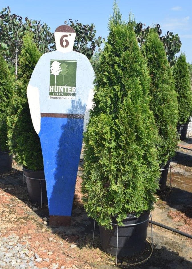 Emerald Green Arb 15 gallon - HunterEmerald Green Arb 15 gallon - Hunter  